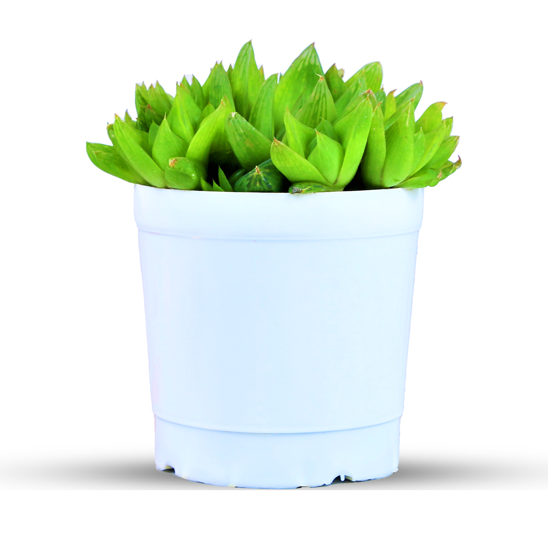 Succulents